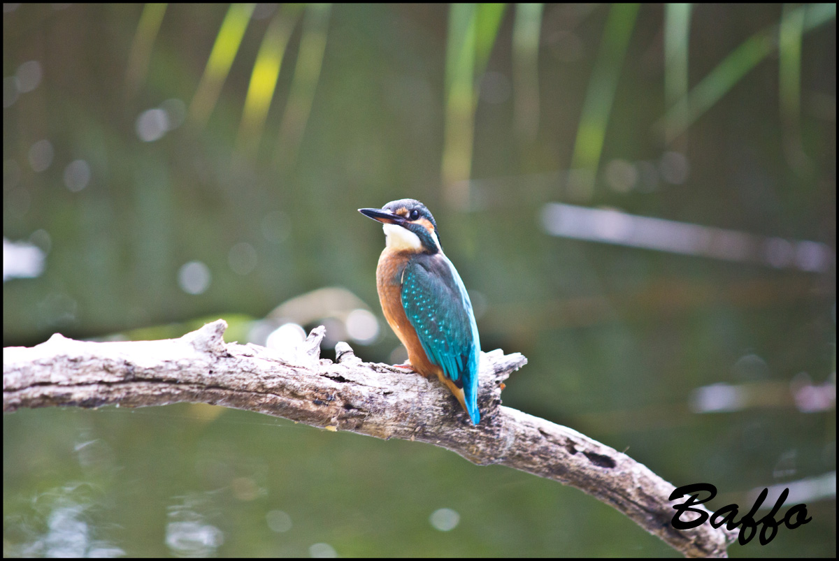 E anche il mio Martin